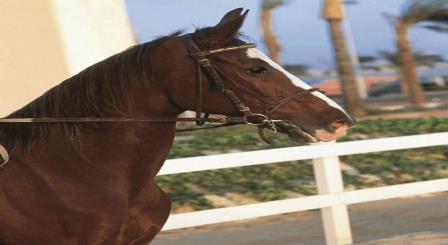 كونكورد السلام القاهرة